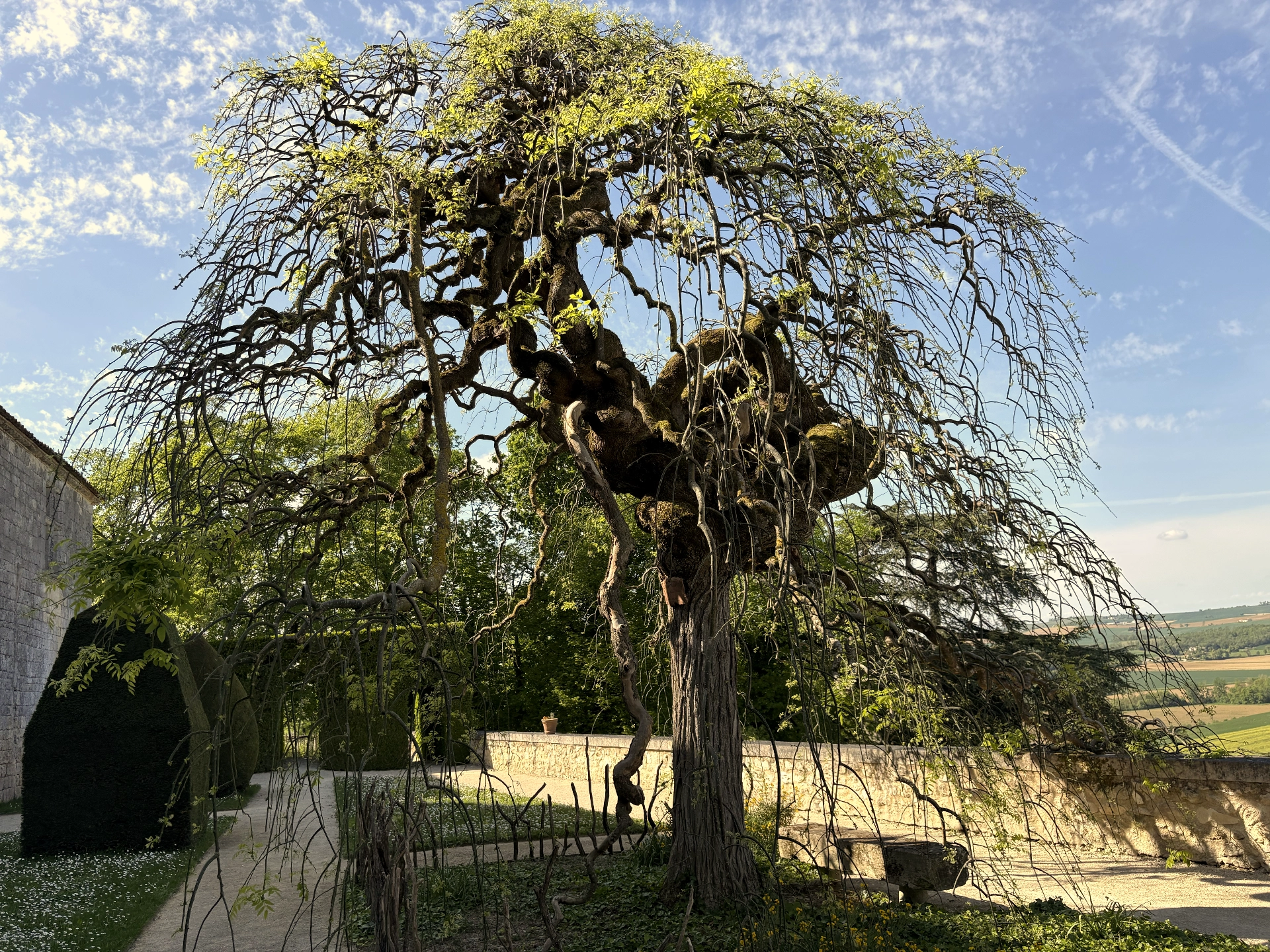 Château de Gramont — sophora pleureur du jardin