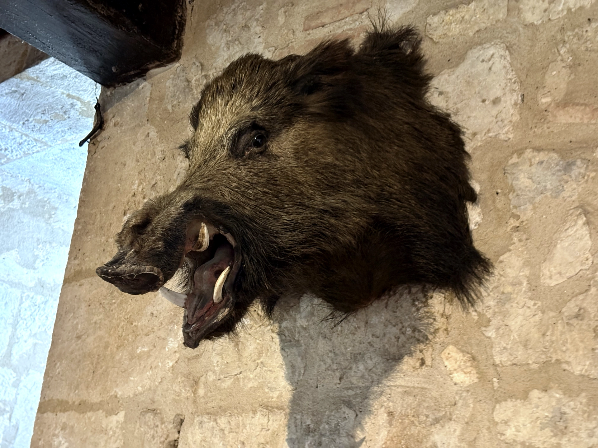 Château de Gramont — hure de sanglier accrochée au mur