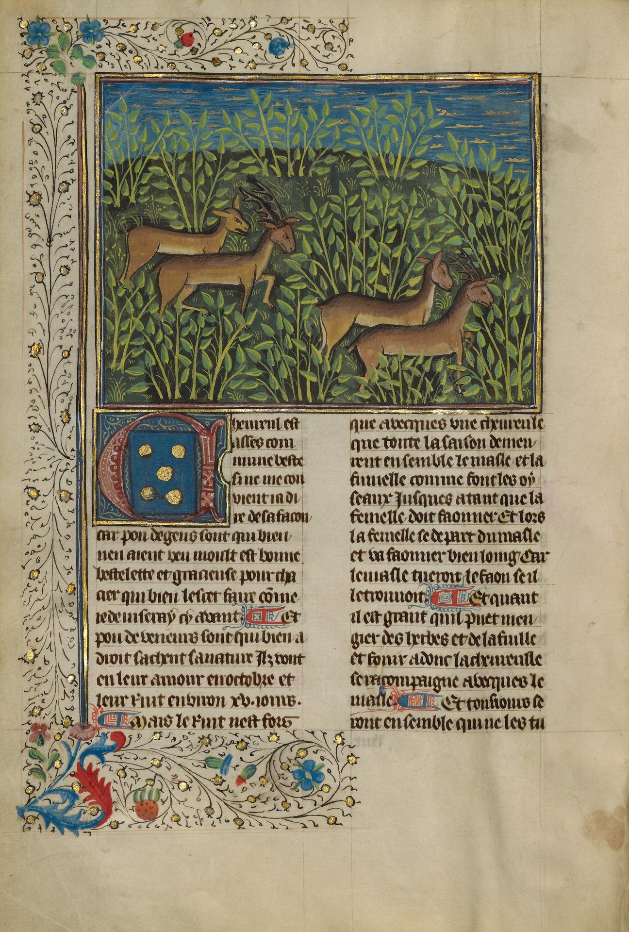 Enluminure du Livre de chasse de Gaston Fébus
