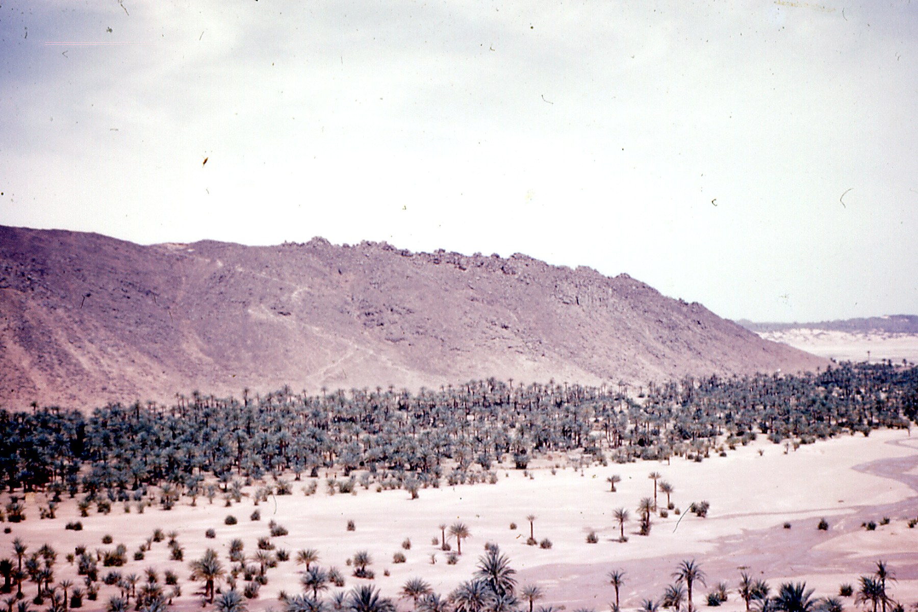Paysage du Tassili ou du Hoggar avec oasis