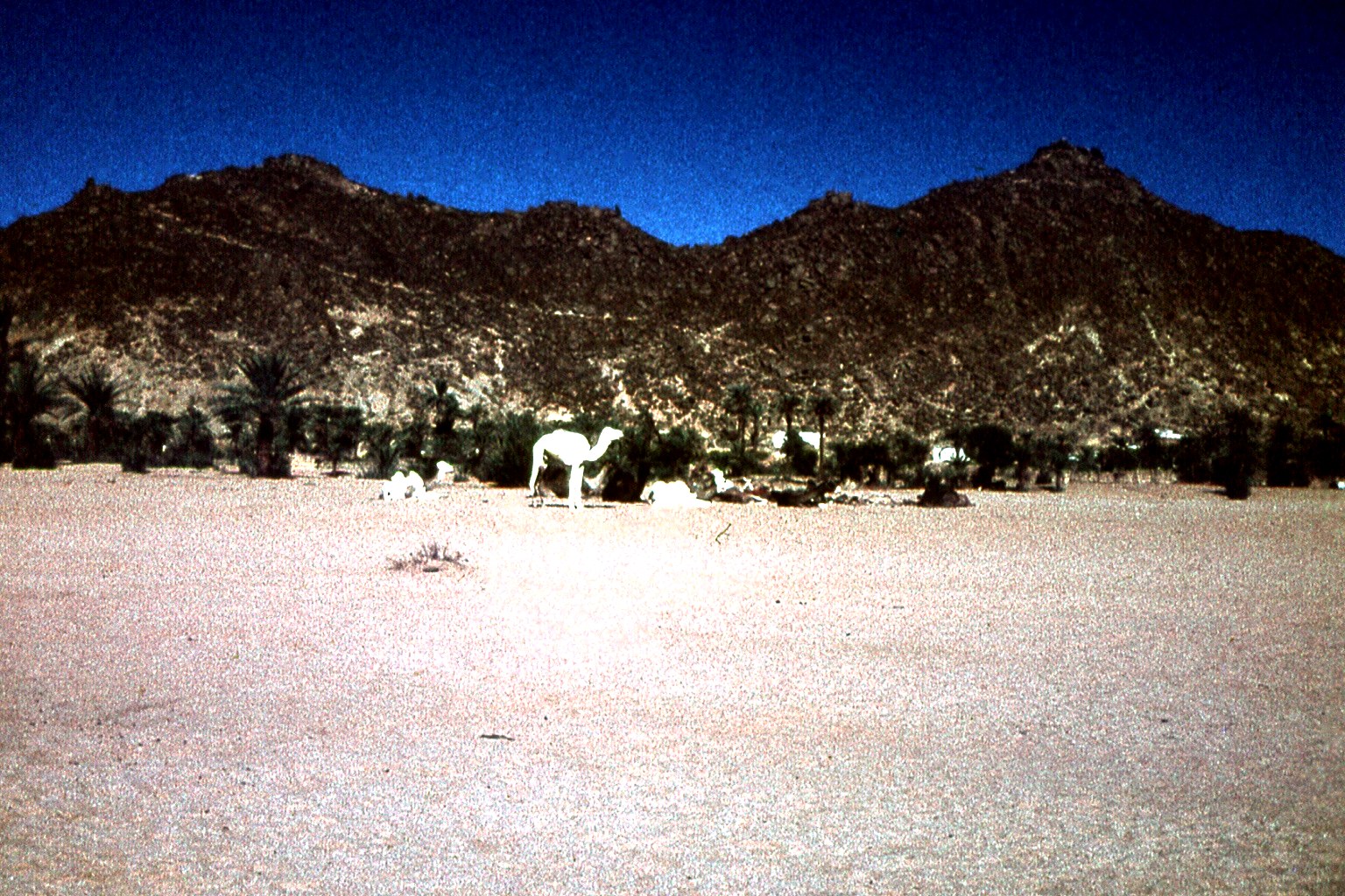 Palmeraie et montagne saharienne