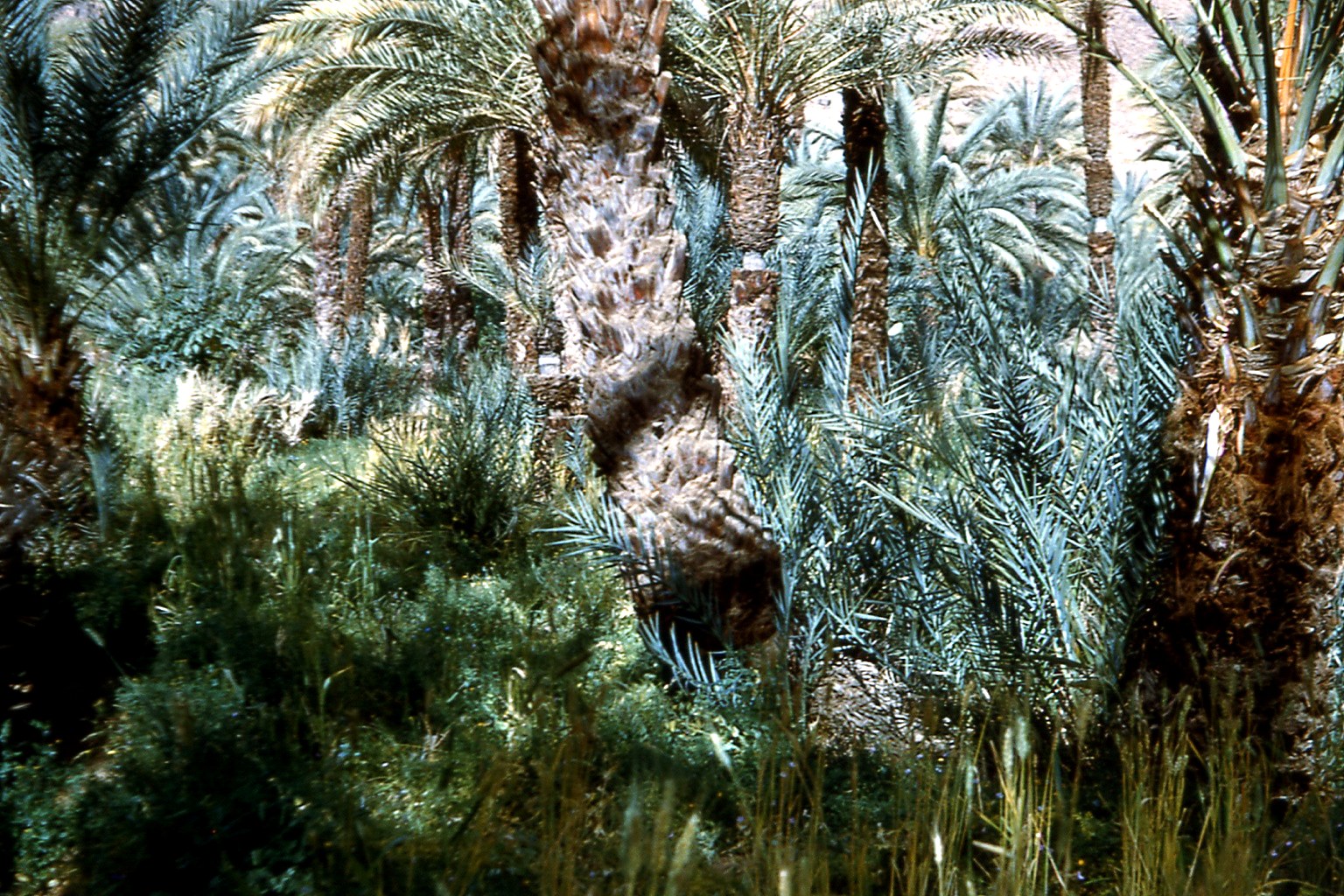 Palmeraie dense dans une oasis saharienne