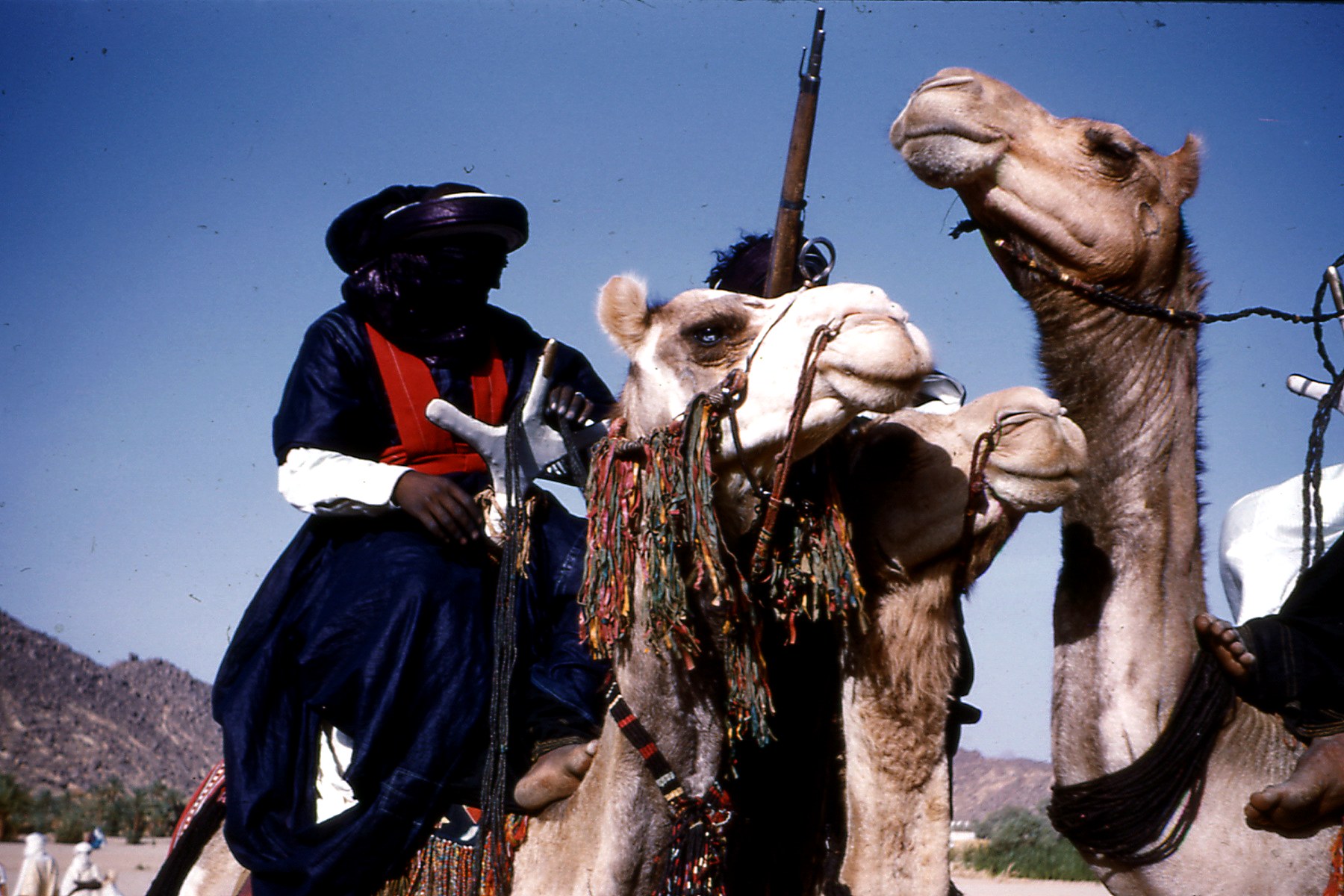 Méhariste et dromadaires dans le Sud algérien