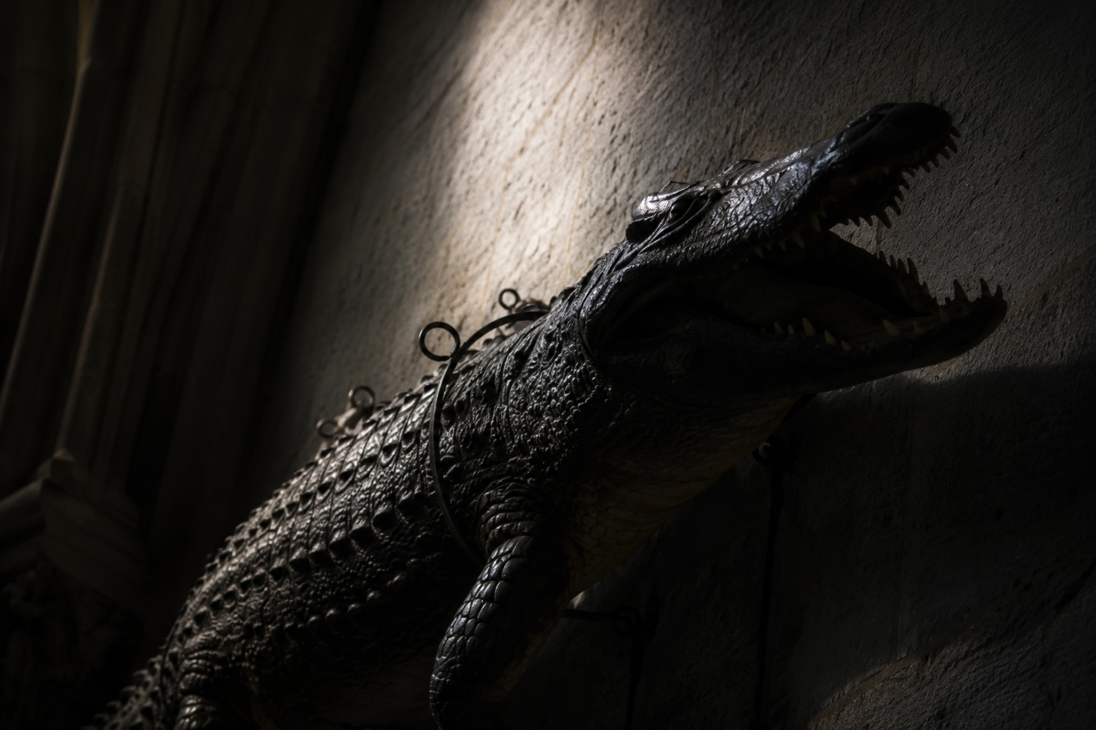 Crocodile suspendu dans la cathédrale de Saint-Bertrand-de-Comminges