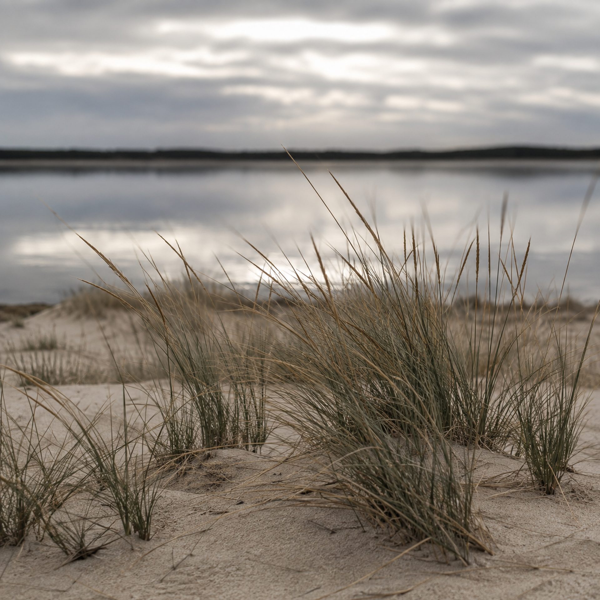 Oyats dans une dune landaise face à une eau calme